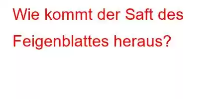 Wie kommt der Saft des Feigenblattes heraus?