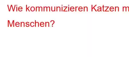 Wie kommunizieren Katzen mit Menschen?