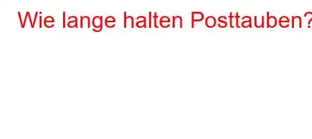 Wie lange halten Posttauben?