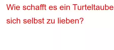 Wie schafft es ein Turteltaube, sich selbst zu lieben