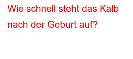 Wie schnell steht das Kalb nach der Geburt auf?