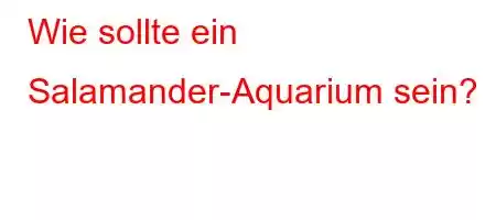 Wie sollte ein Salamander-Aquarium sein?