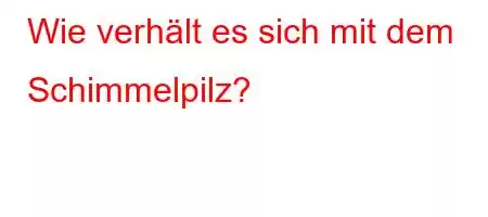 Wie verhält es sich mit dem Schimmelpilz