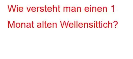 Wie versteht man einen 1 Monat alten Wellensittich