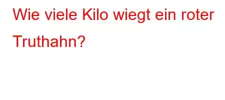 Wie viele Kilo wiegt ein roter Truthahn?