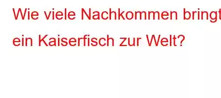 Wie viele Nachkommen bringt ein Kaiserfisch zur Welt?