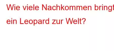 Wie viele Nachkommen bringt ein Leopard zur Welt?