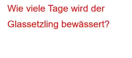 Wie viele Tage wird der Glassetzling bewässert