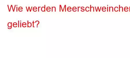 Wie werden Meerschweinchen geliebt?