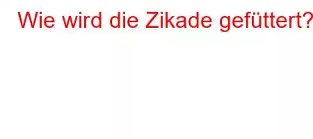 Wie wird die Zikade gefüttert?