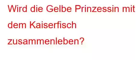 Wird die Gelbe Prinzessin mit dem Kaiserfisch zusammenleben