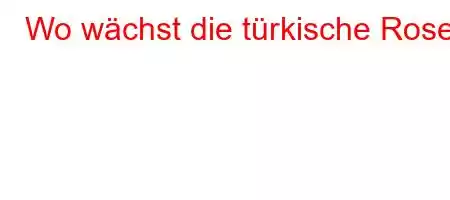 Wo wächst die türkische Rose?