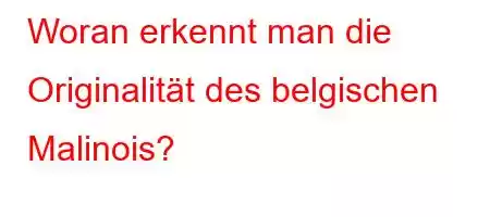 Woran erkennt man die Originalität des belgischen Malinois